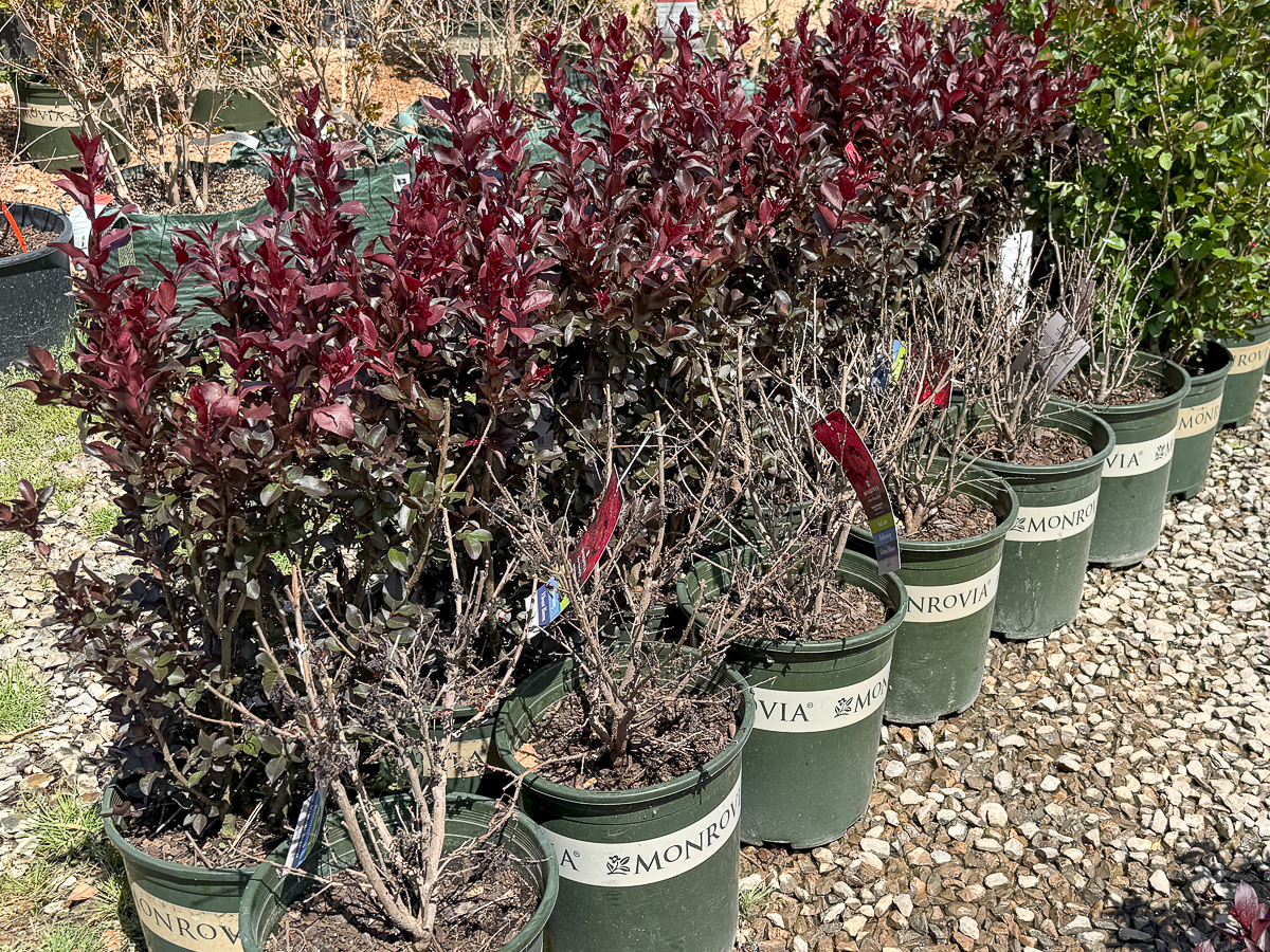 Frost damaged crape myrtle in Albuquerque