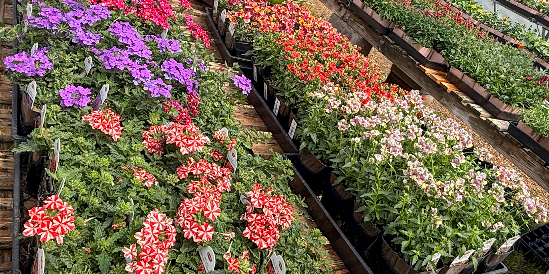 Colorful bedding plants in Albuquerque