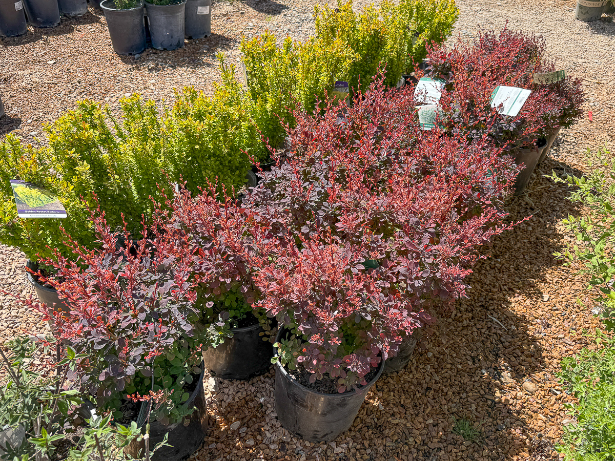 Barberry shrubs in New Mexico