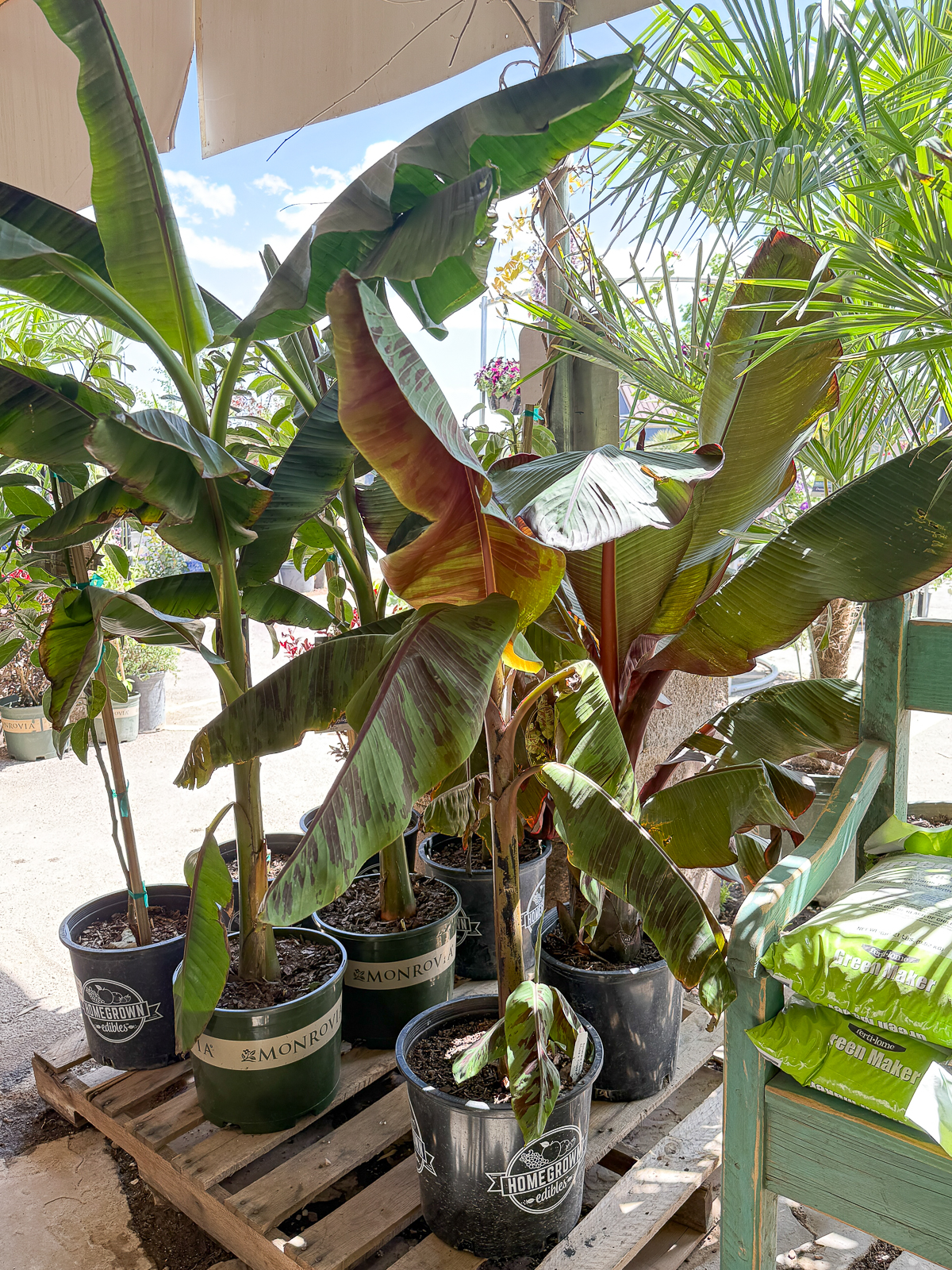 Winter Hardy Banana Trees in New Mexico