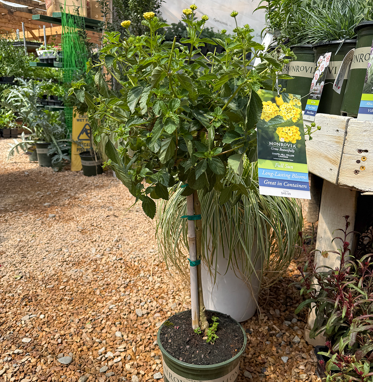 Lantana Trees in Albuquerque