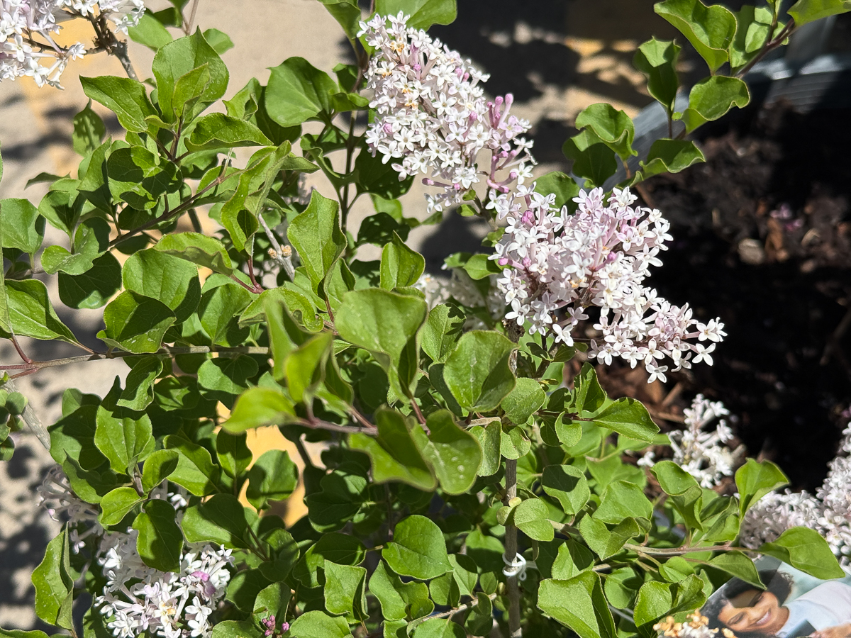 Lilacs in Albuquerque