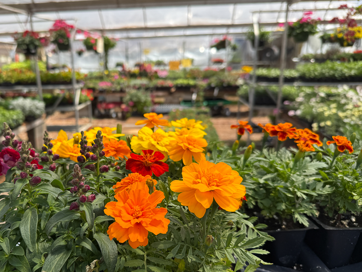 Marigolds on display in Albuquerque