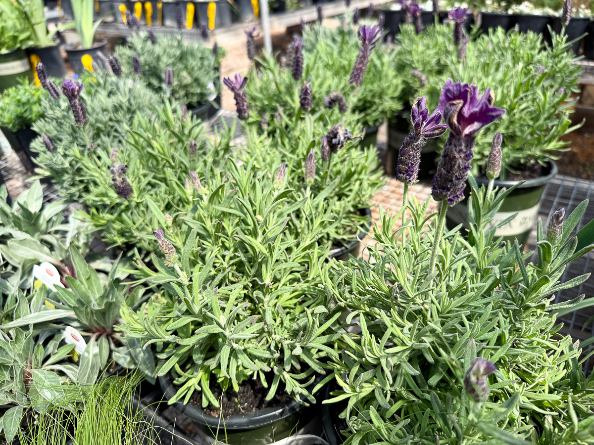 Primavera Spanish Lavender in Albuquerque