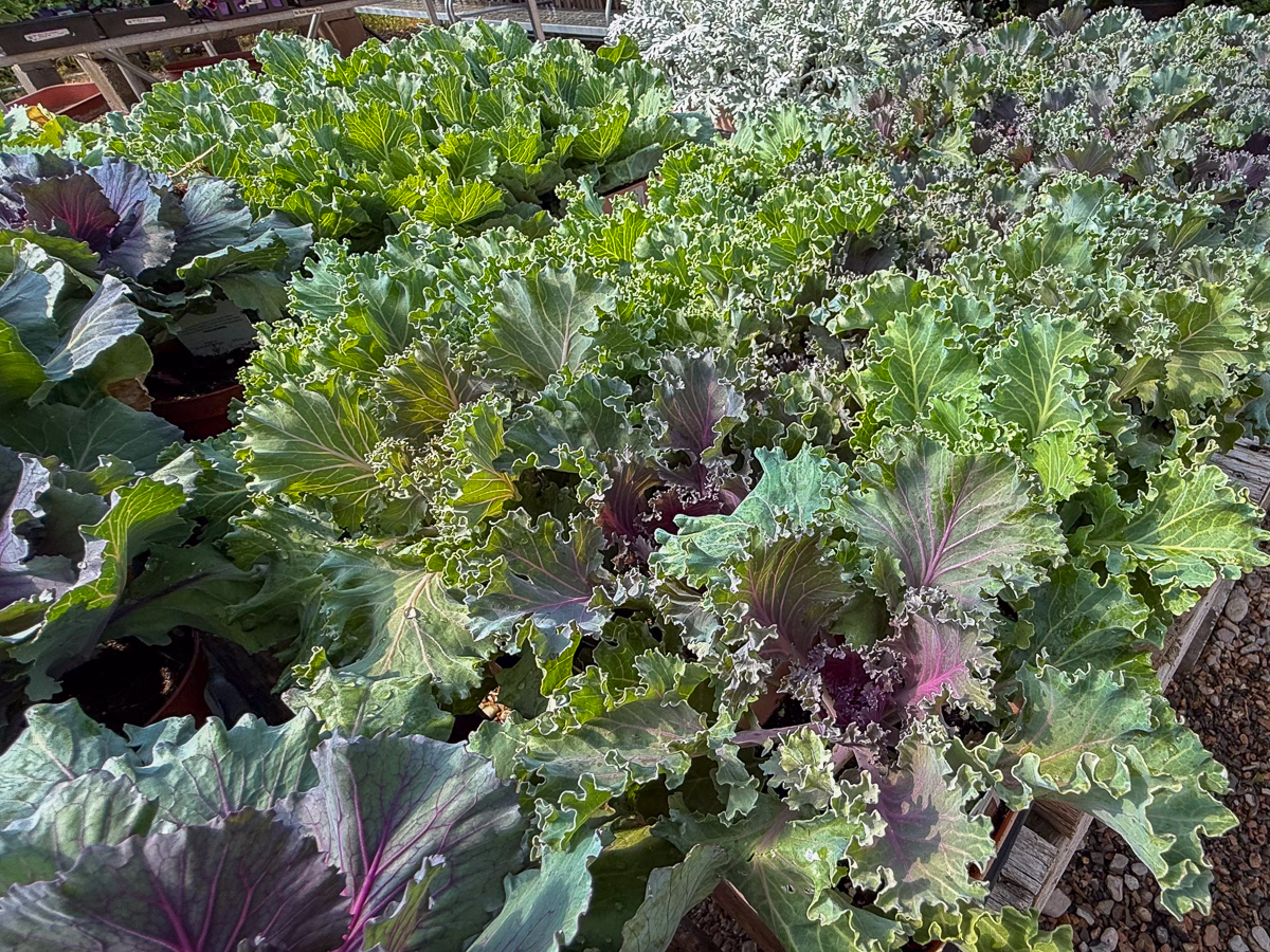 4" Pink Pot KALE Sale