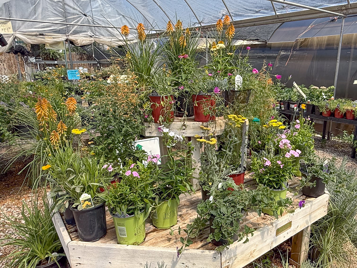 ALL PERENNIALS