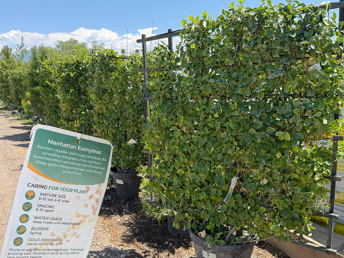Trellised Euonymus