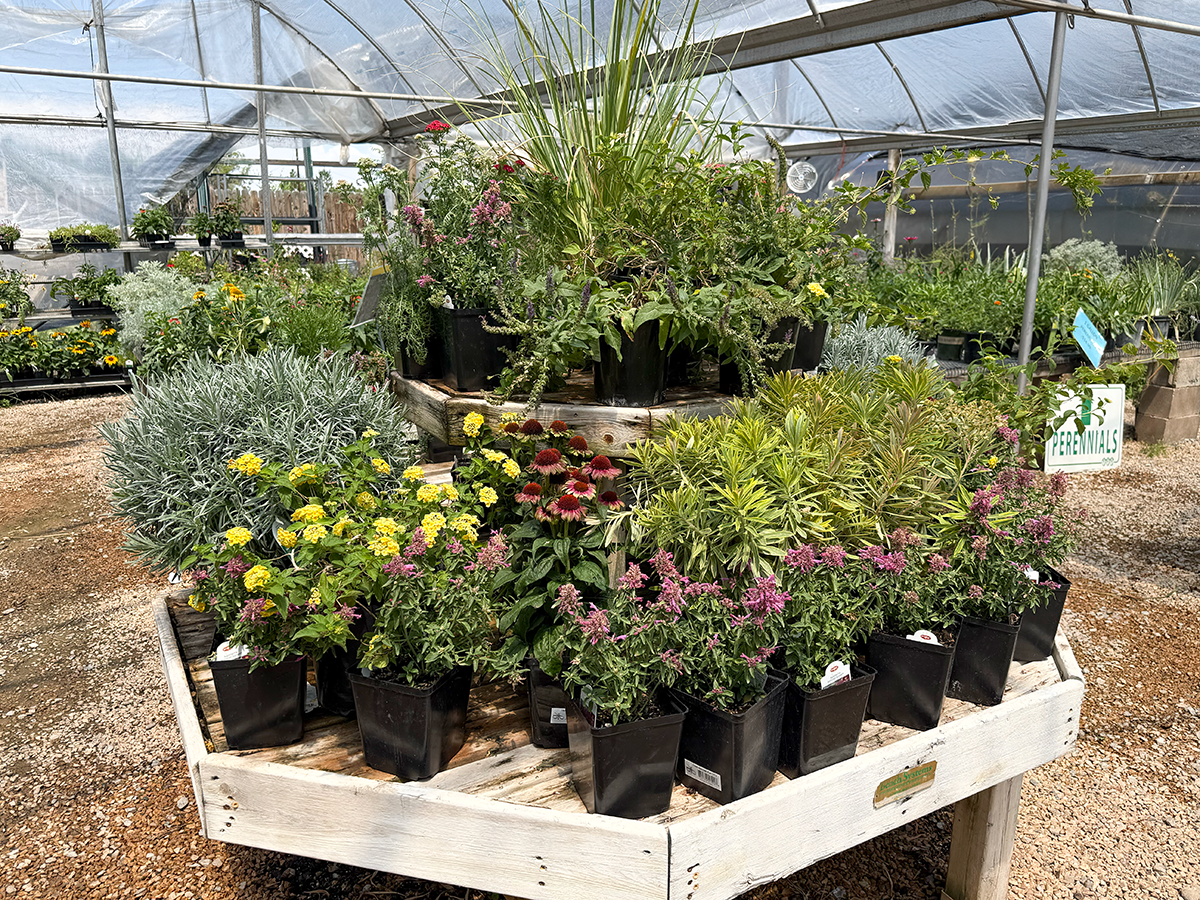 1gal PREMIUM PERENNIALS