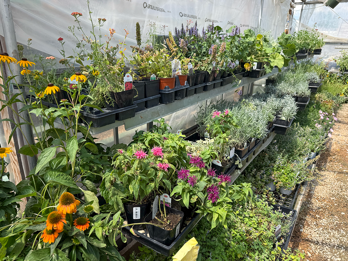 1 qt PERENNIALS