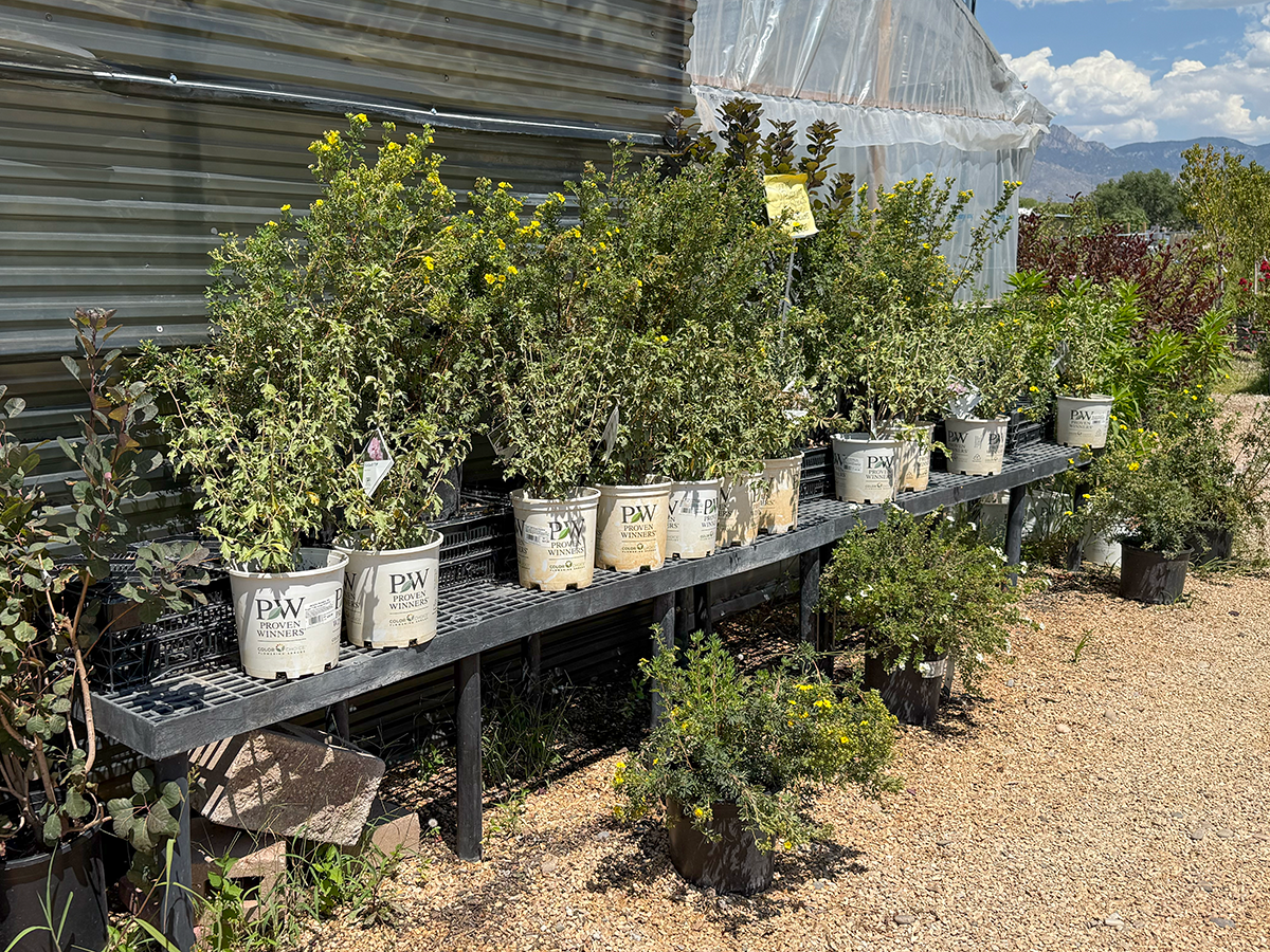 Summer Blooming Shrubs & Roses