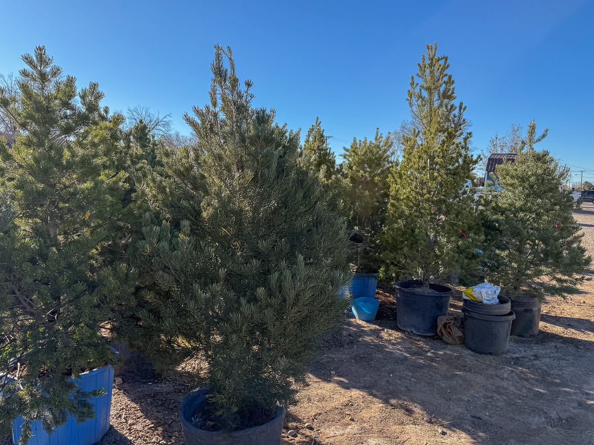 Pre Pinon We have replenished our piñon supply!