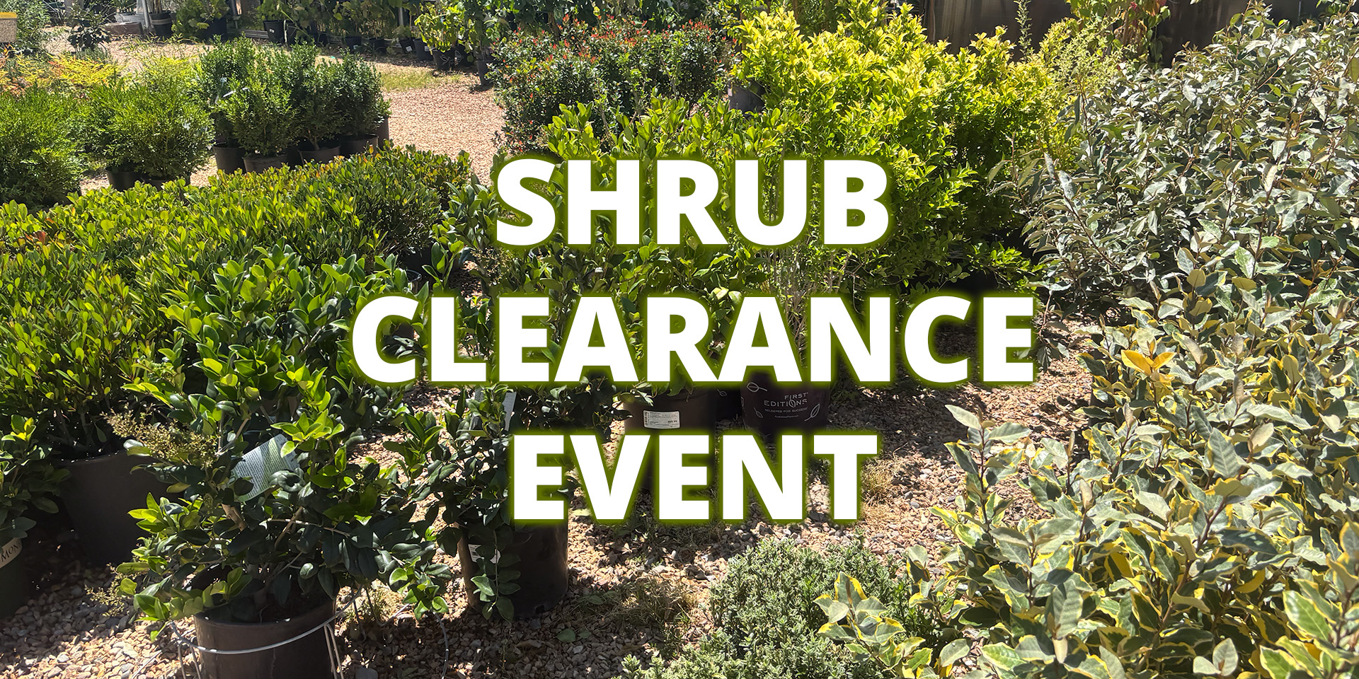 Clearance sale on shrubs in albuquerque