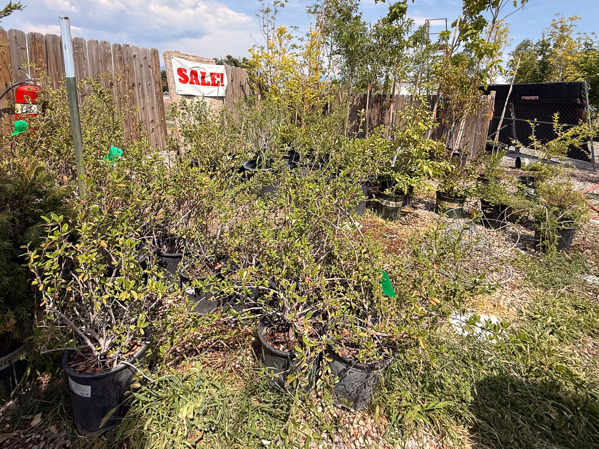 Clearance Shrubs & Trees