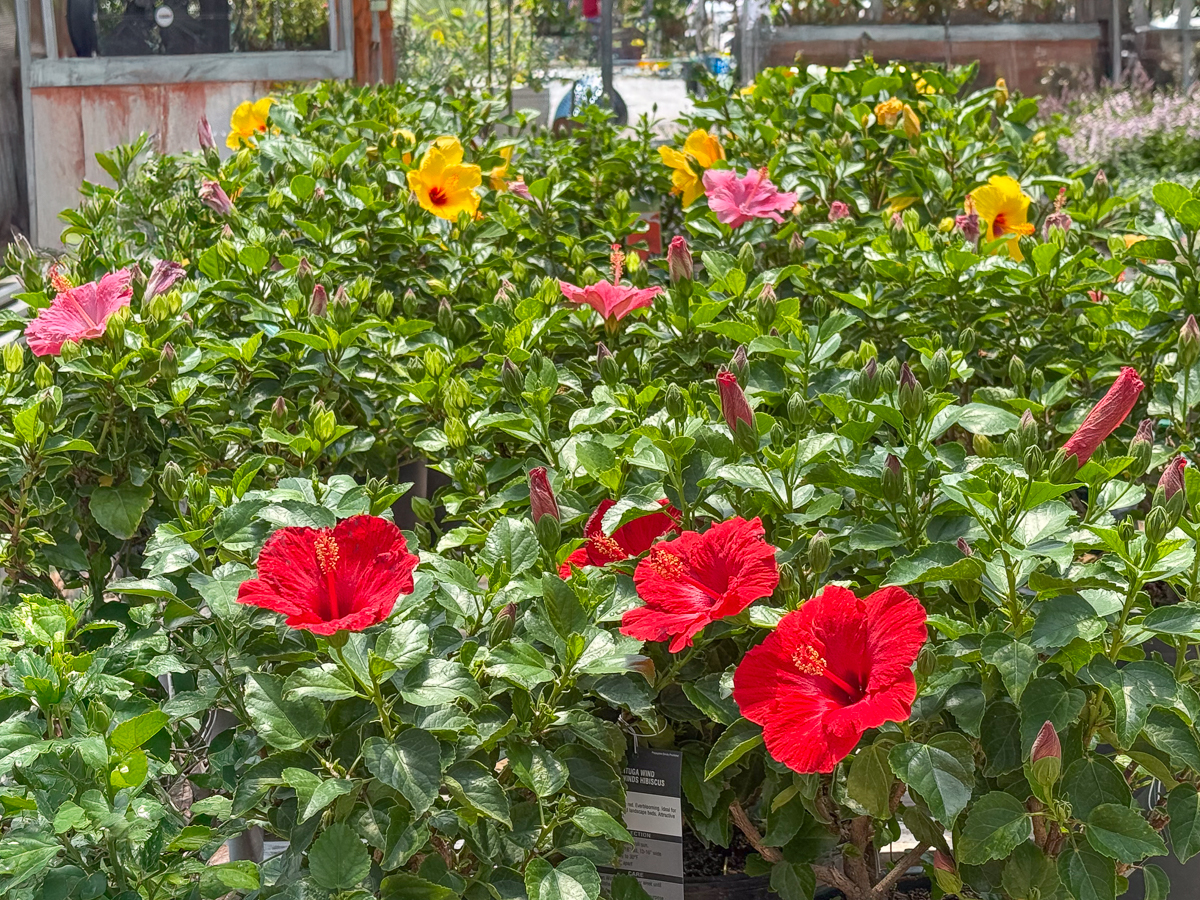 Select Hibiscus
