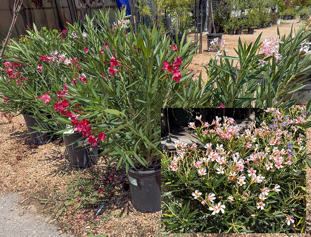 Oleander