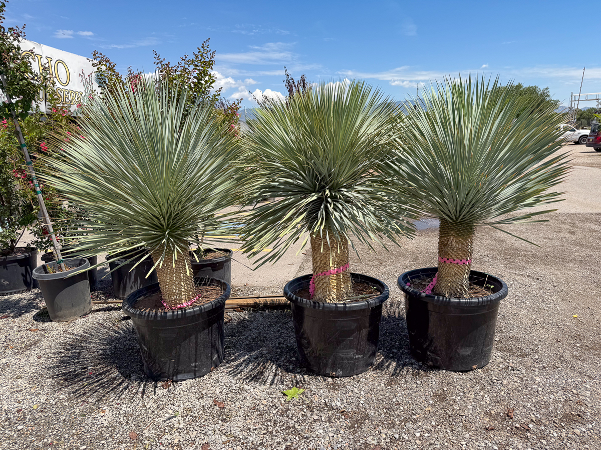 Yucca Rostrata