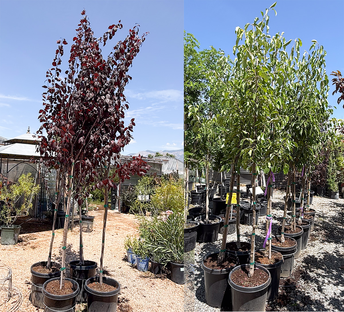 Ornamental Pears & Plums