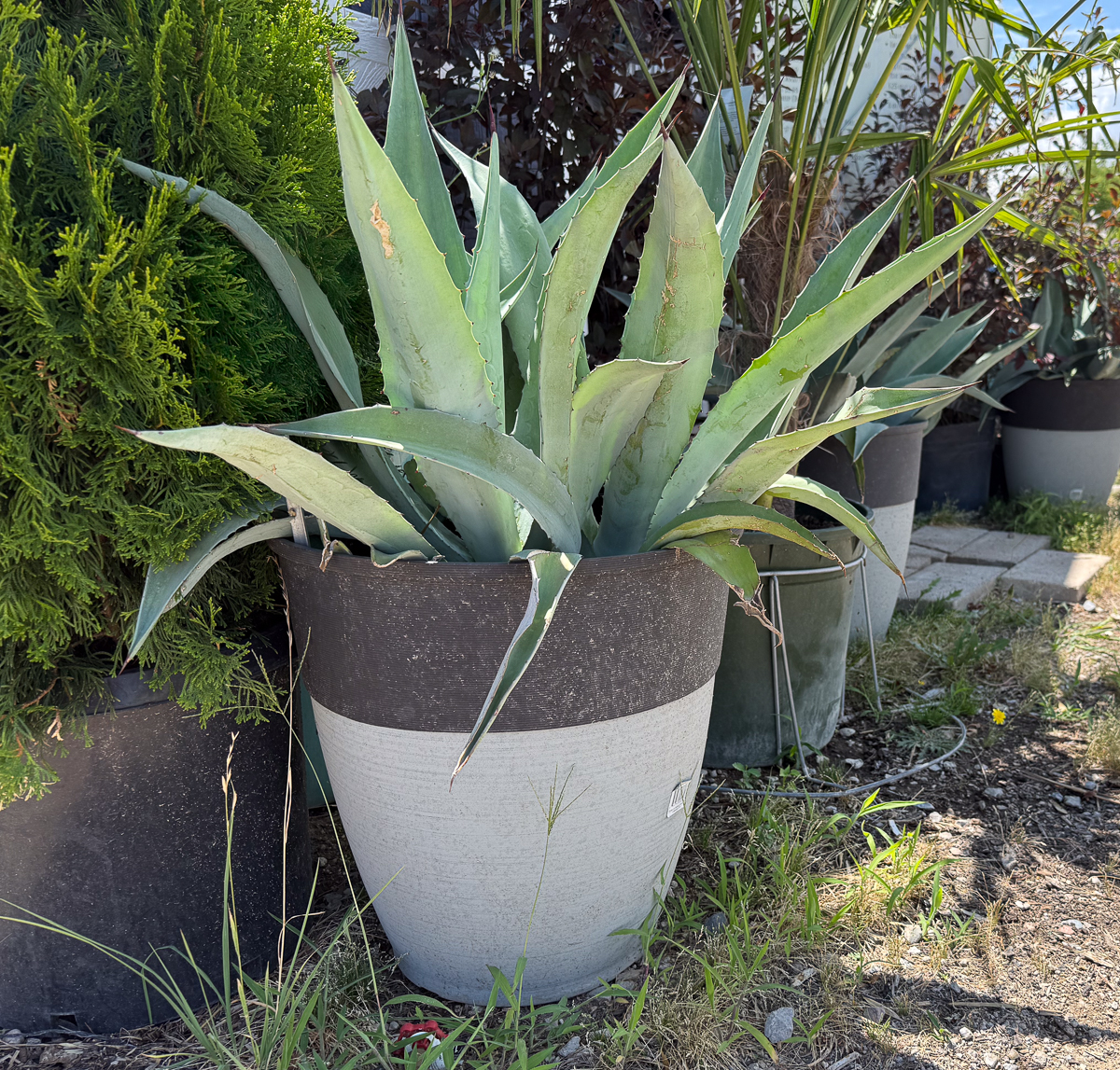 Potted Agave