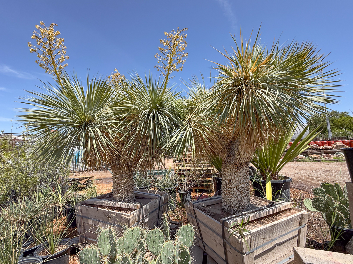 BIG Yucca Rostrata