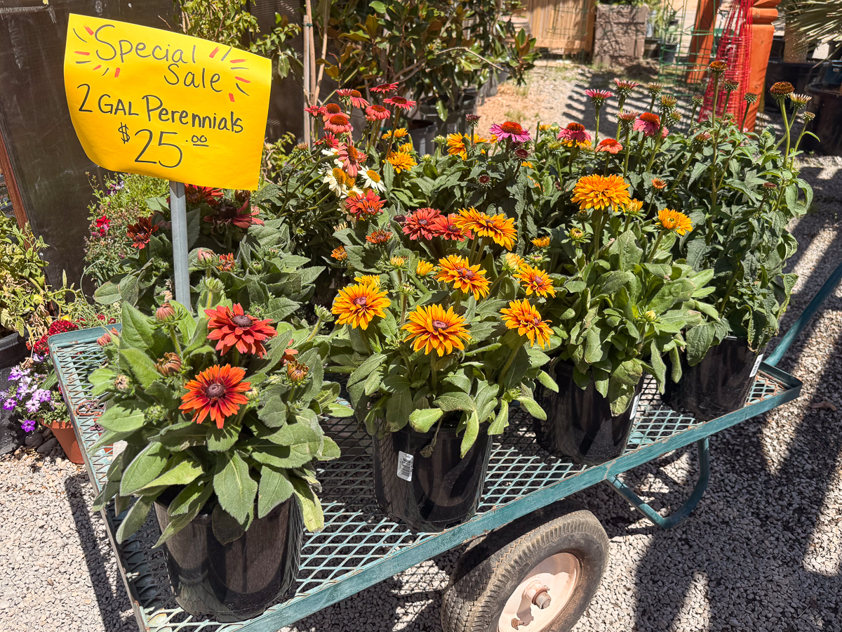 2gal Perennials