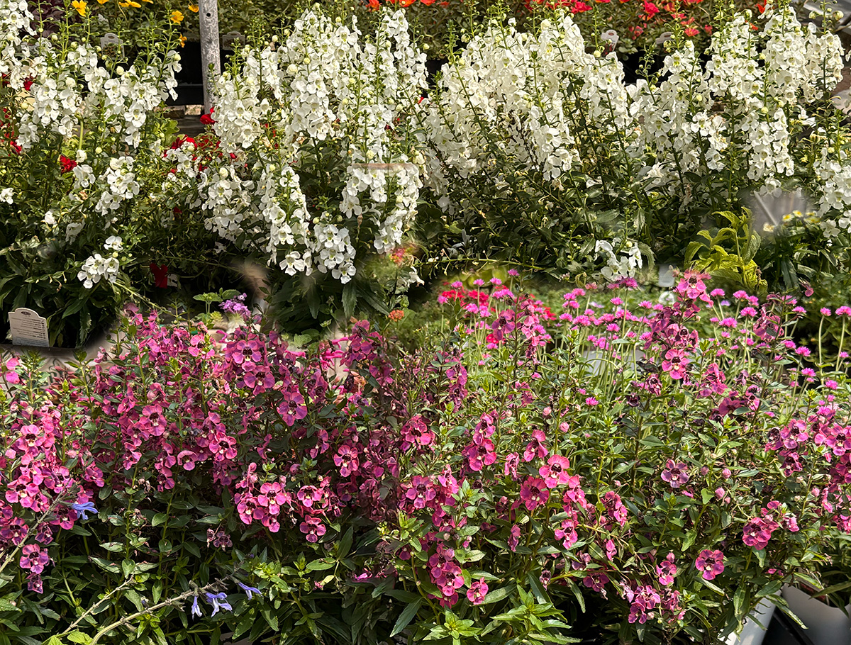 Angelonia