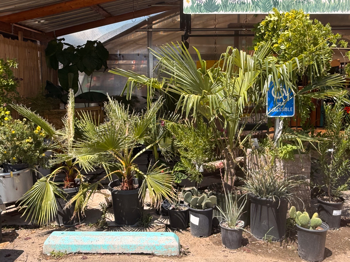 Palms