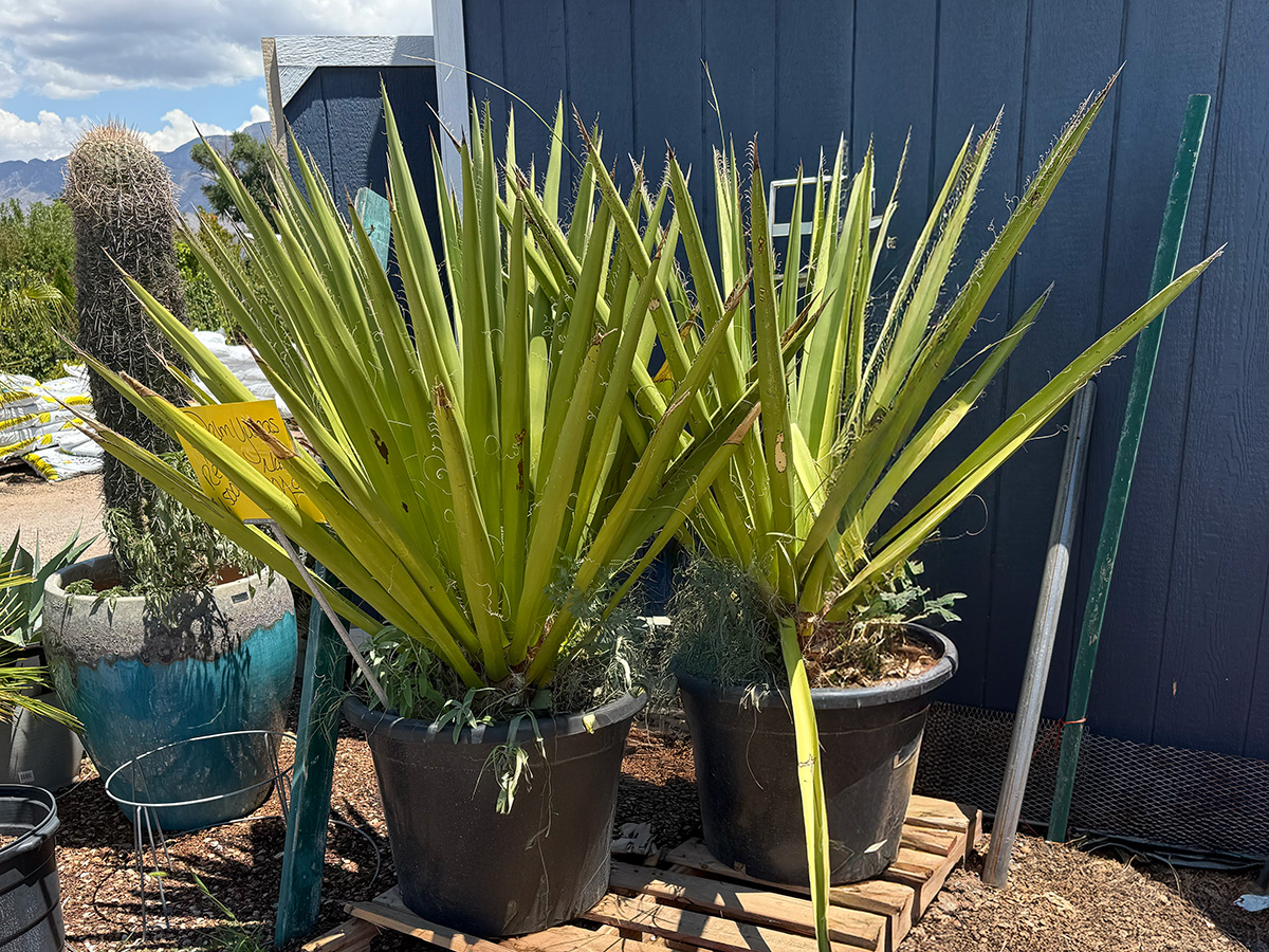 Palm Yuccas