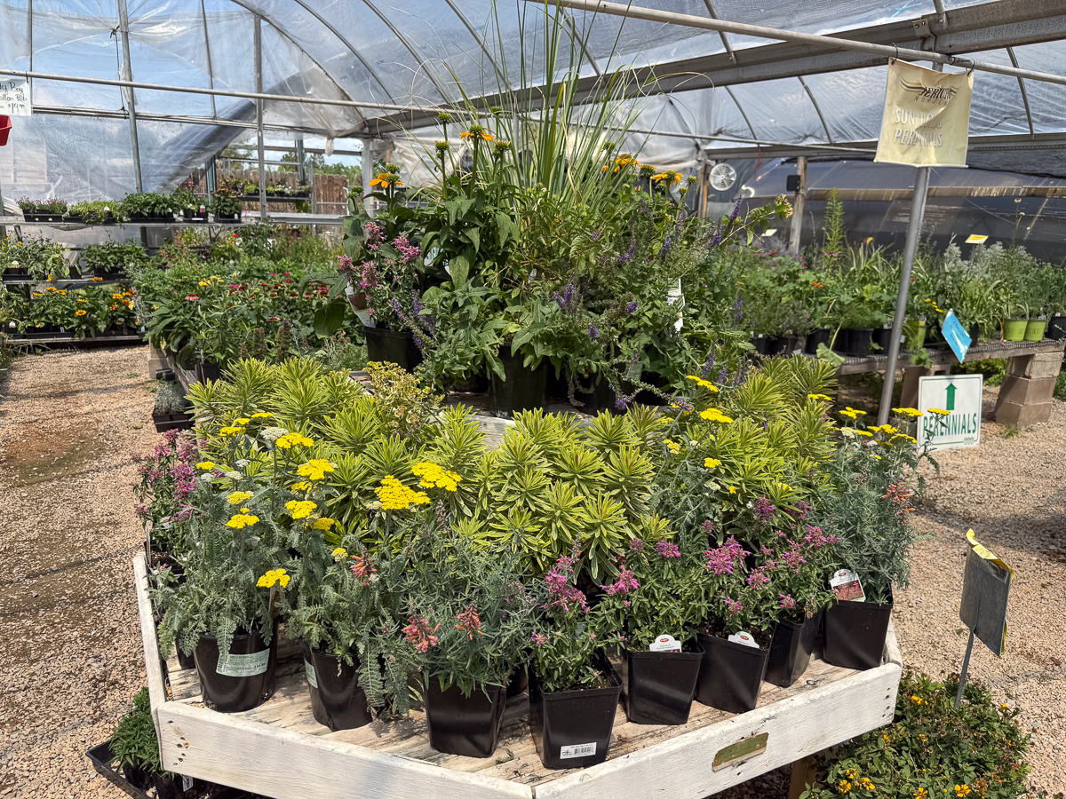 1gal PREMIUM PERENNIALS