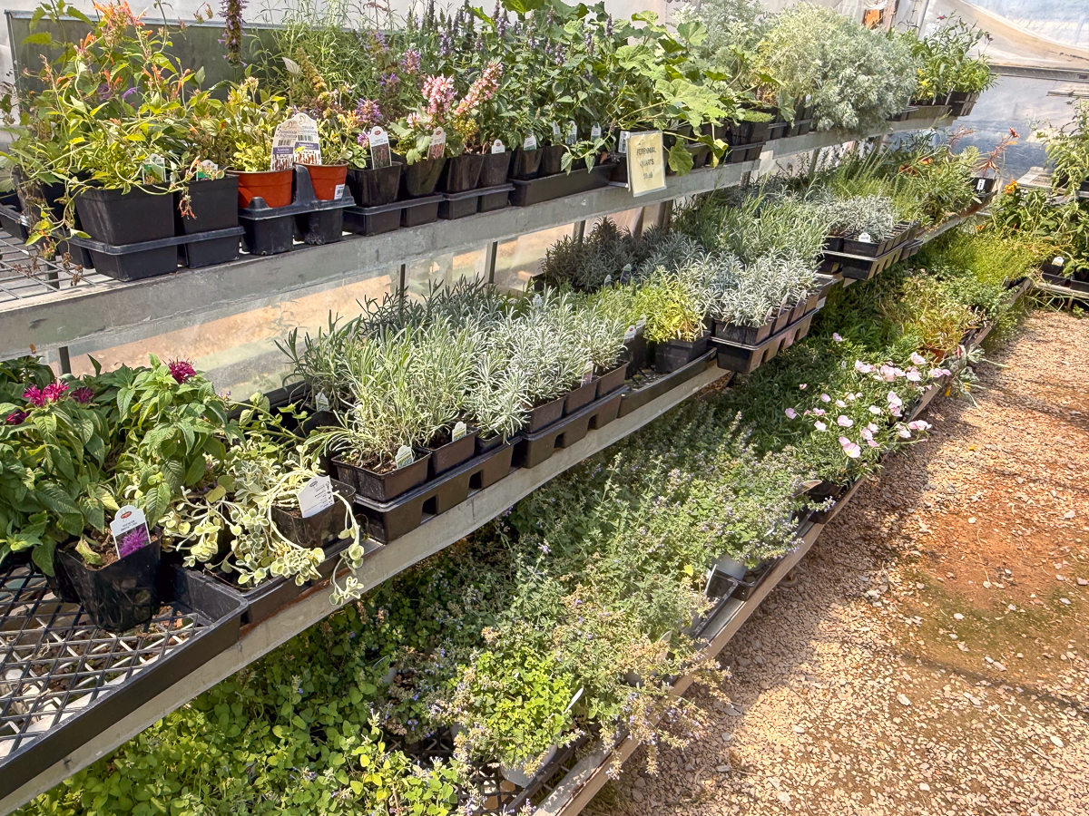 1 qt PERENNIALS