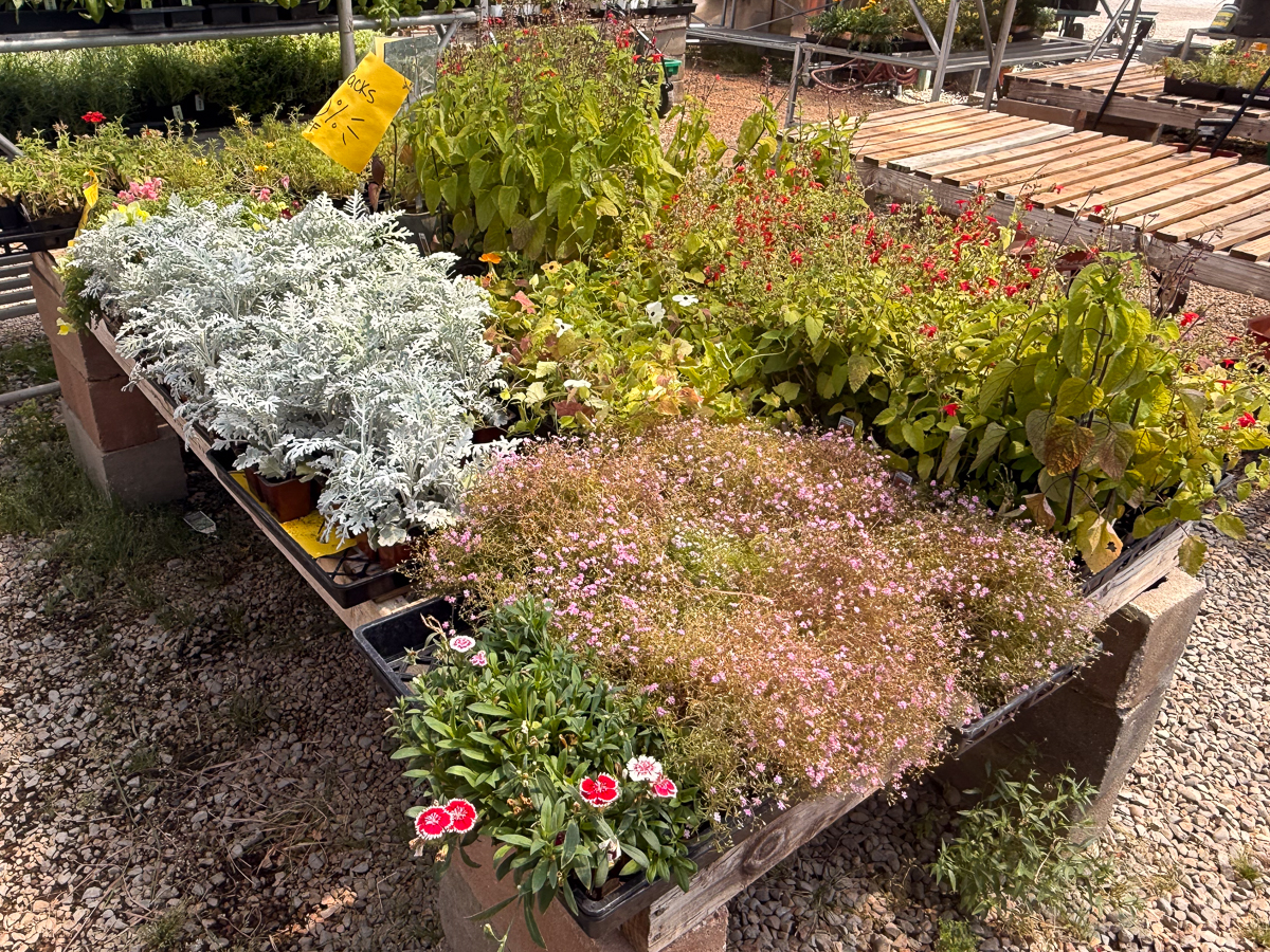 Six Pack Annuals