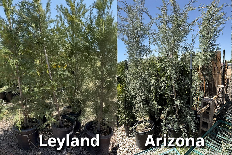 Leyland + Arizona Cypress