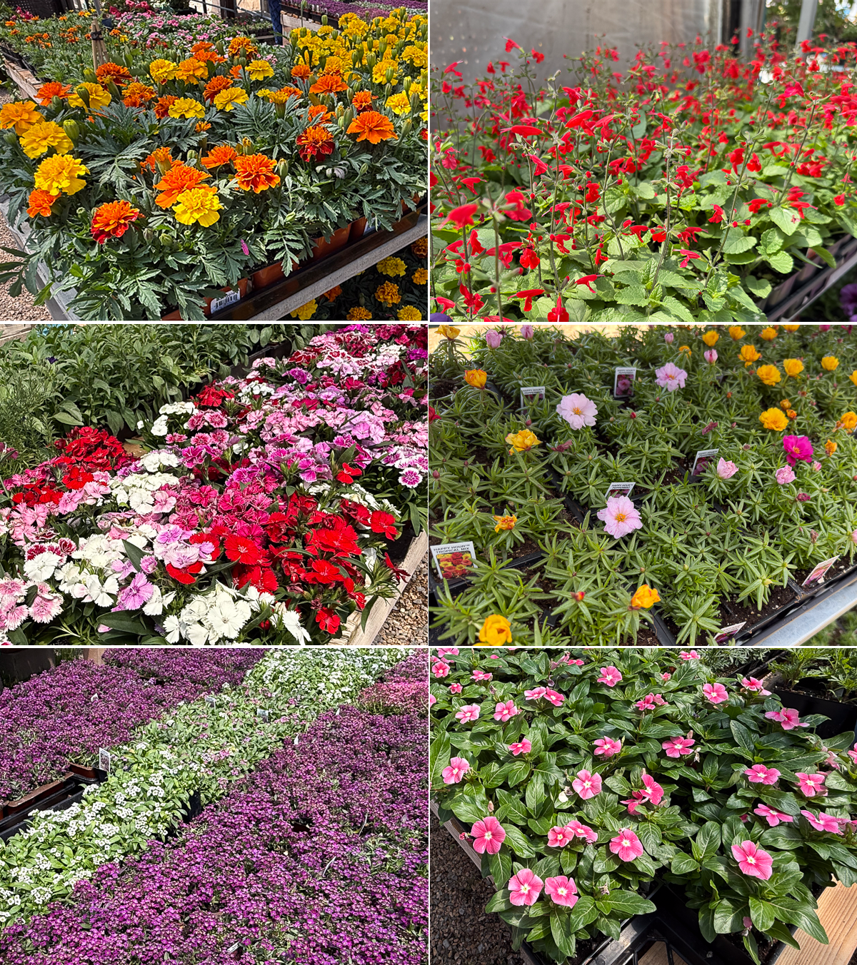 Six packs colorful flowers Albuquerque