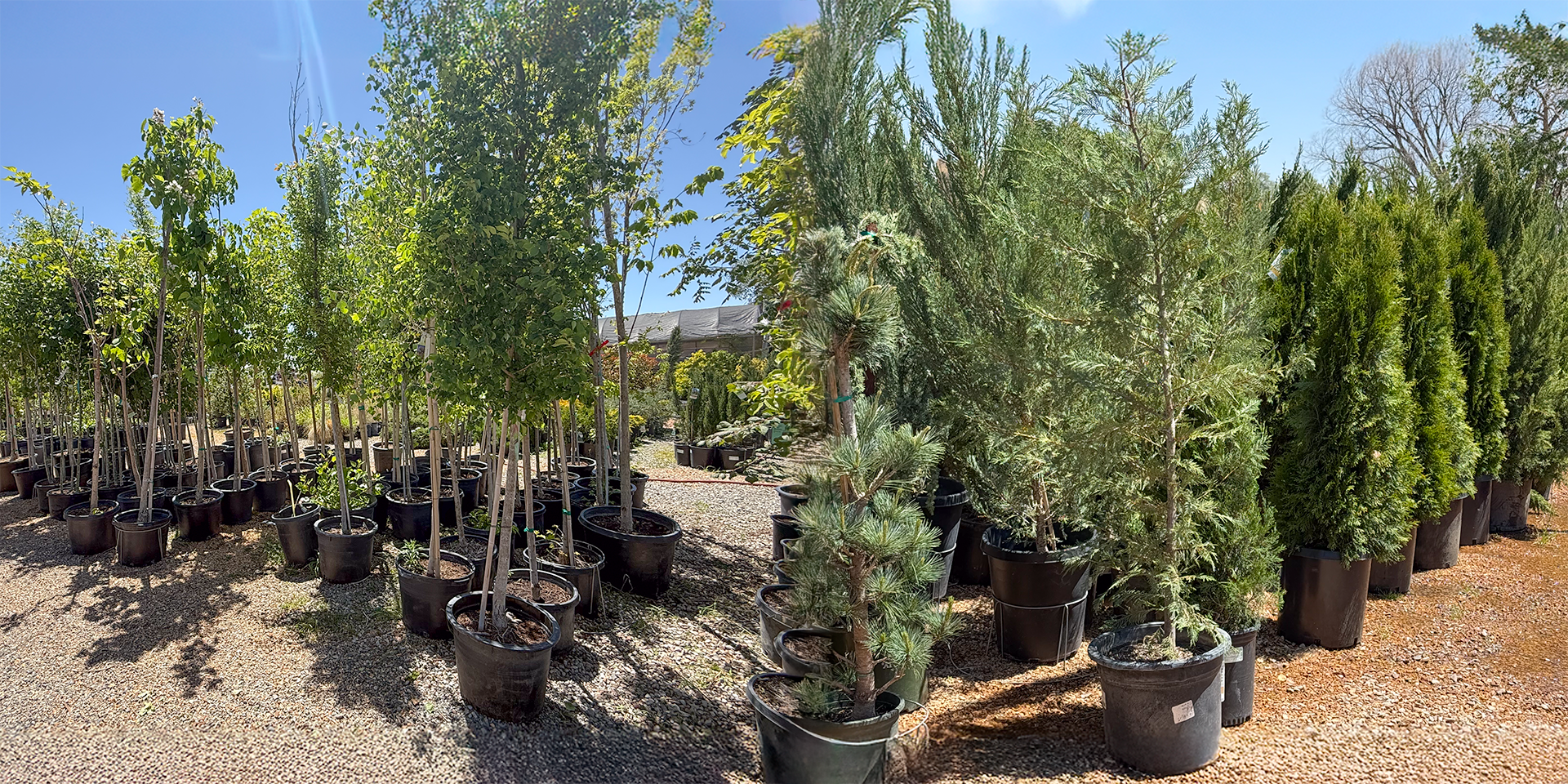 Shade Trees in Albuquerque