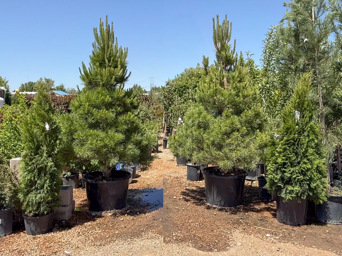 Emerald Cedar in Albuquerque