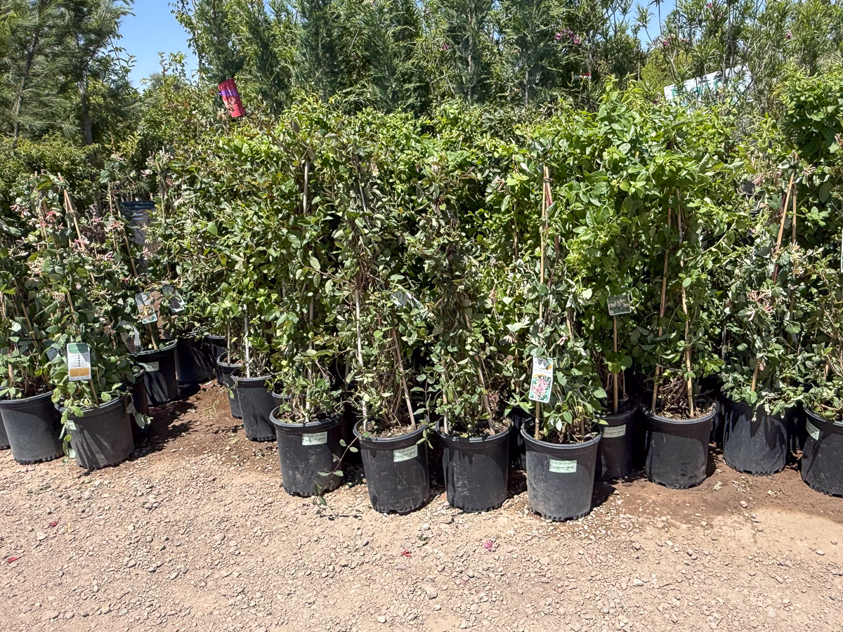 Honeysuckle in Albuquerque