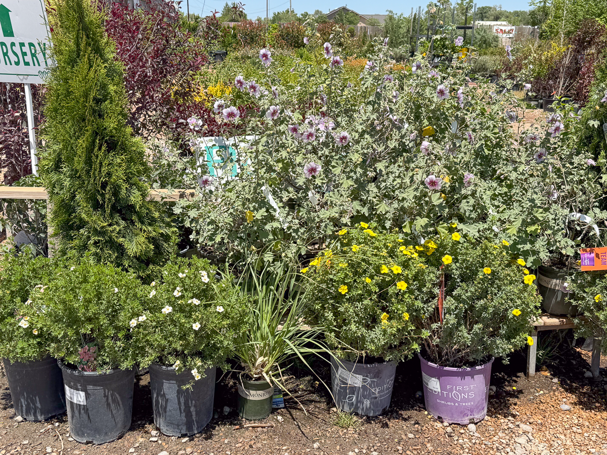 Shrubs in Albuquerque