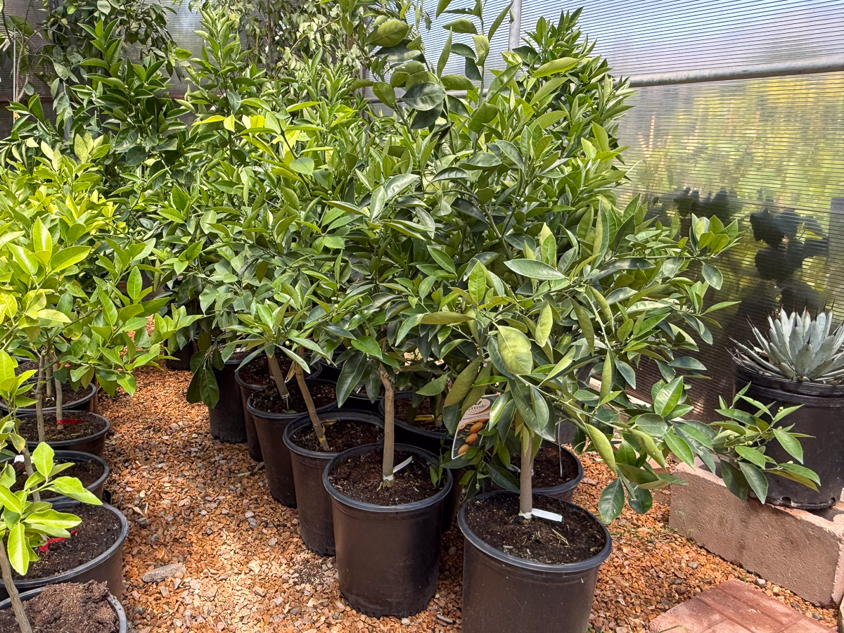 Washington Navel Oranges in Albuquerque