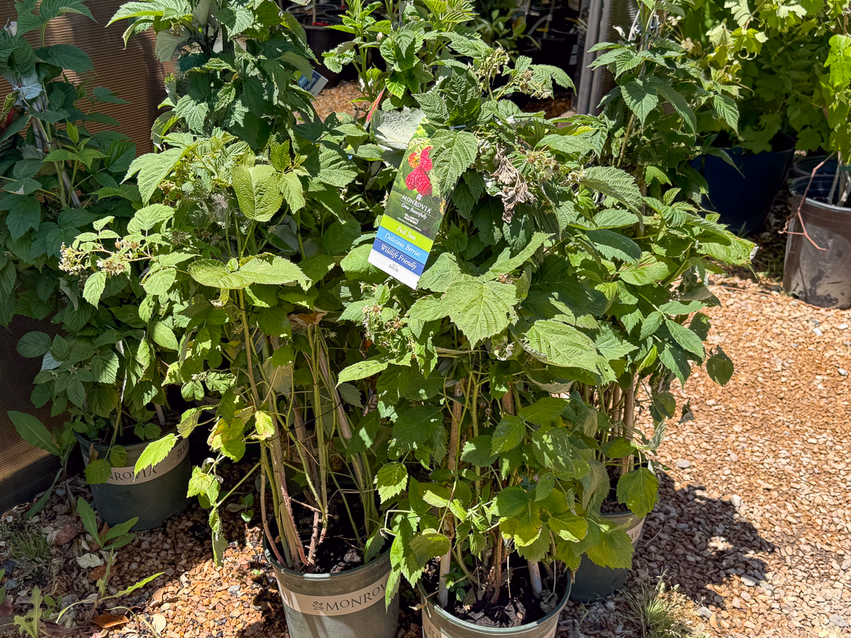 Wilamette Raspberries in Albuquerque