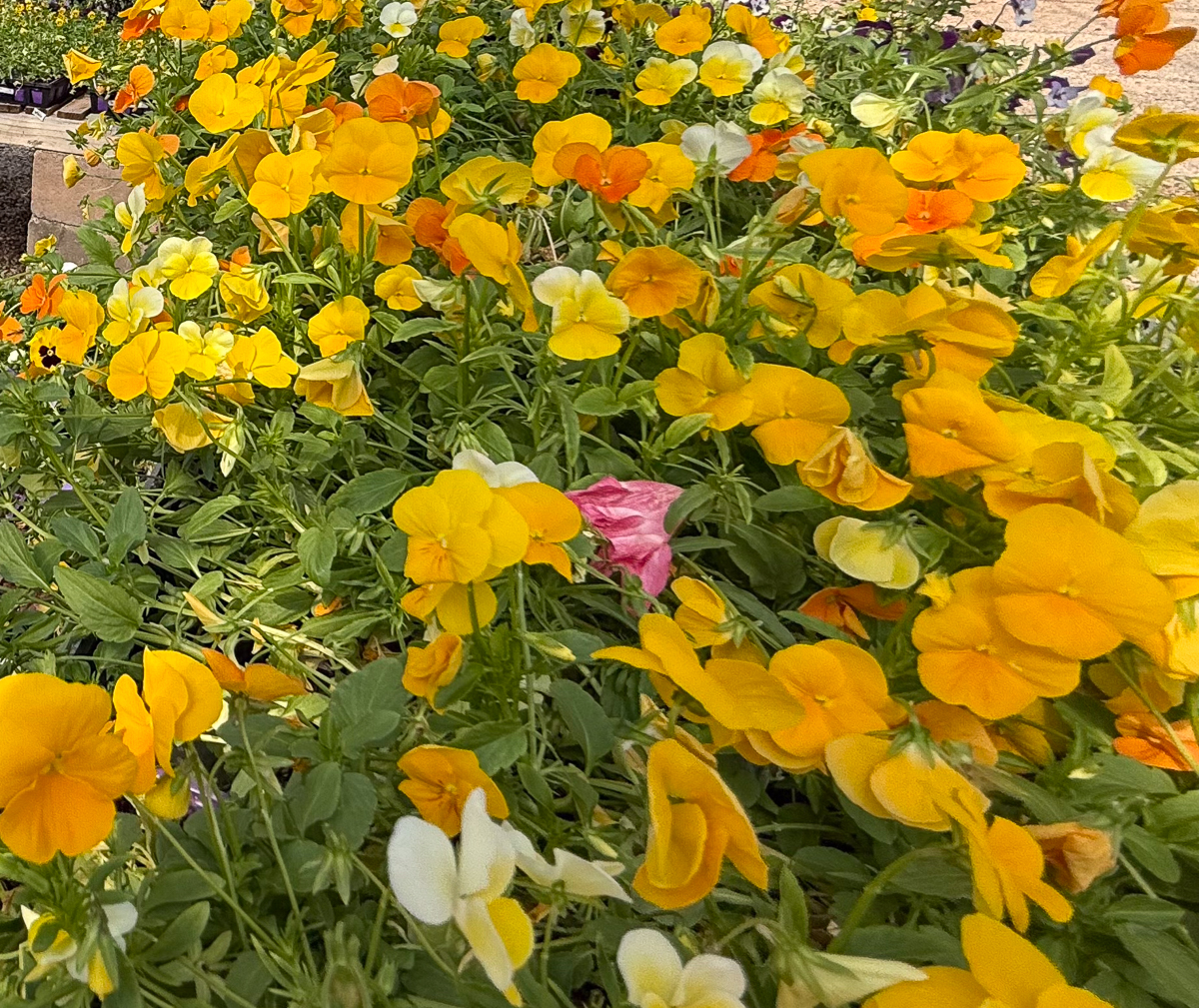 Pansies