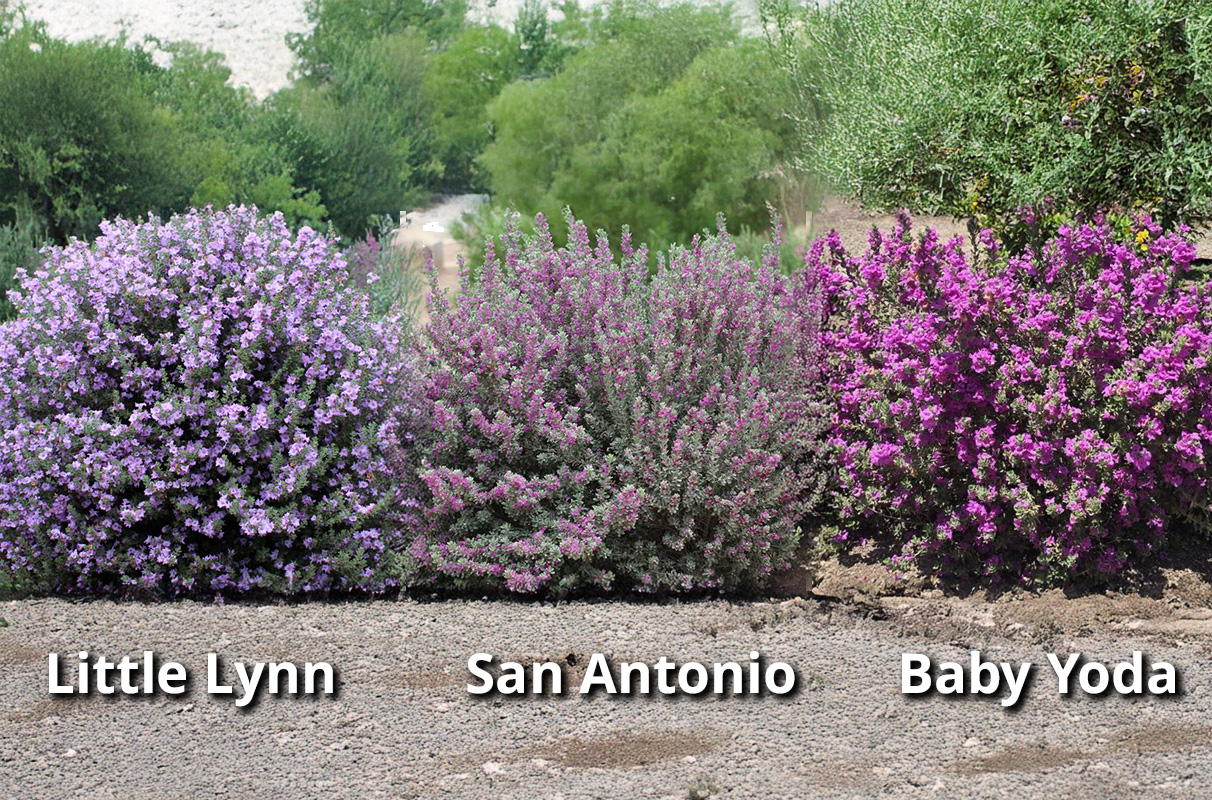 Texas Sage