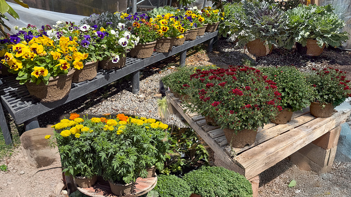 8" Peat Pot MUMS, KALE, PANSIES