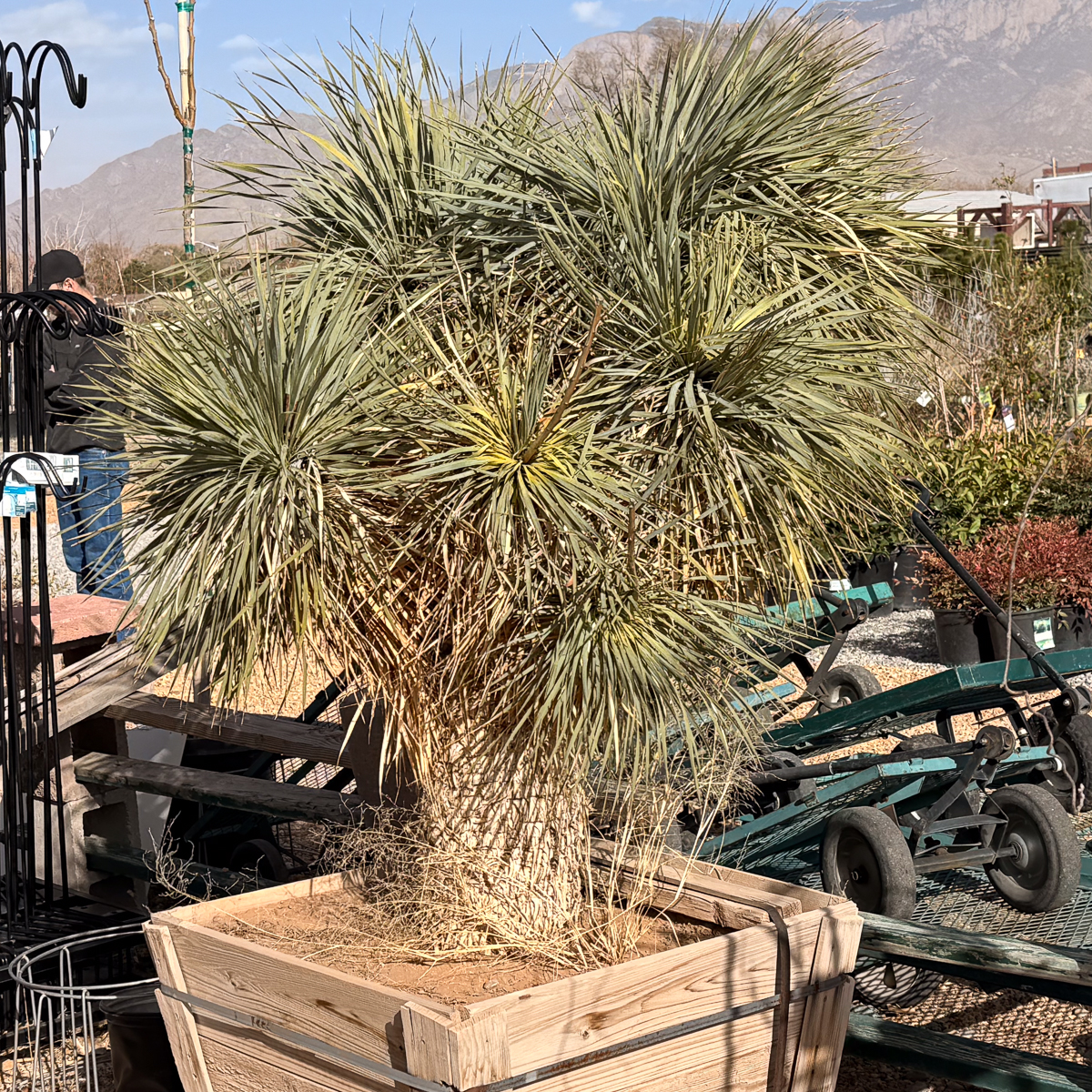 Multi Head Yucca Rostrata