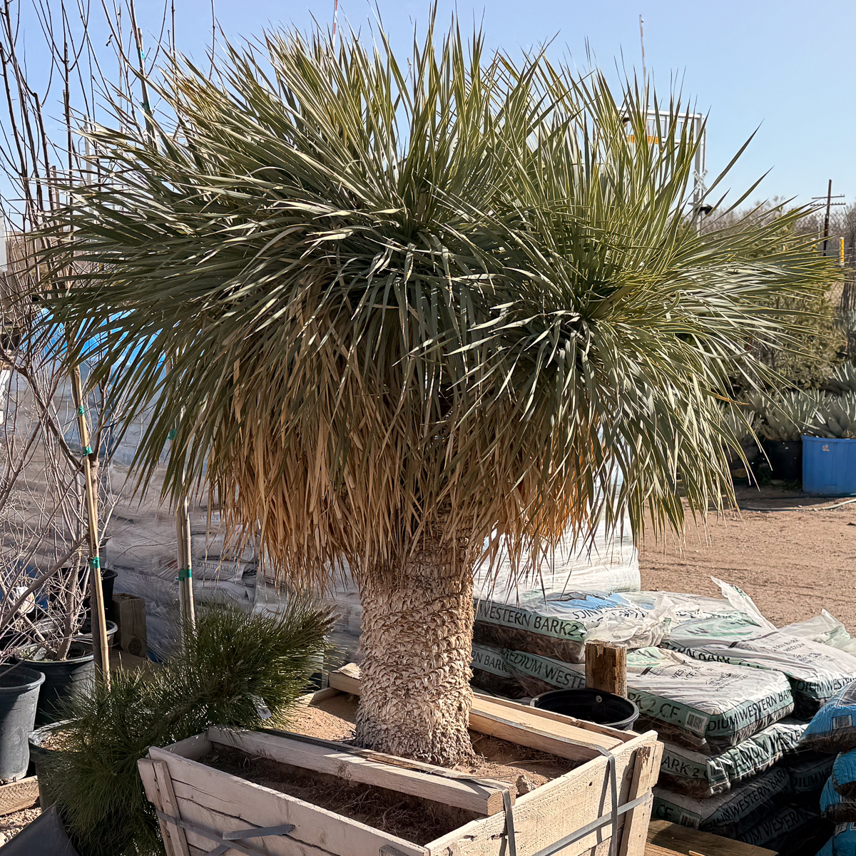 Multi Head Yucca Rostrata