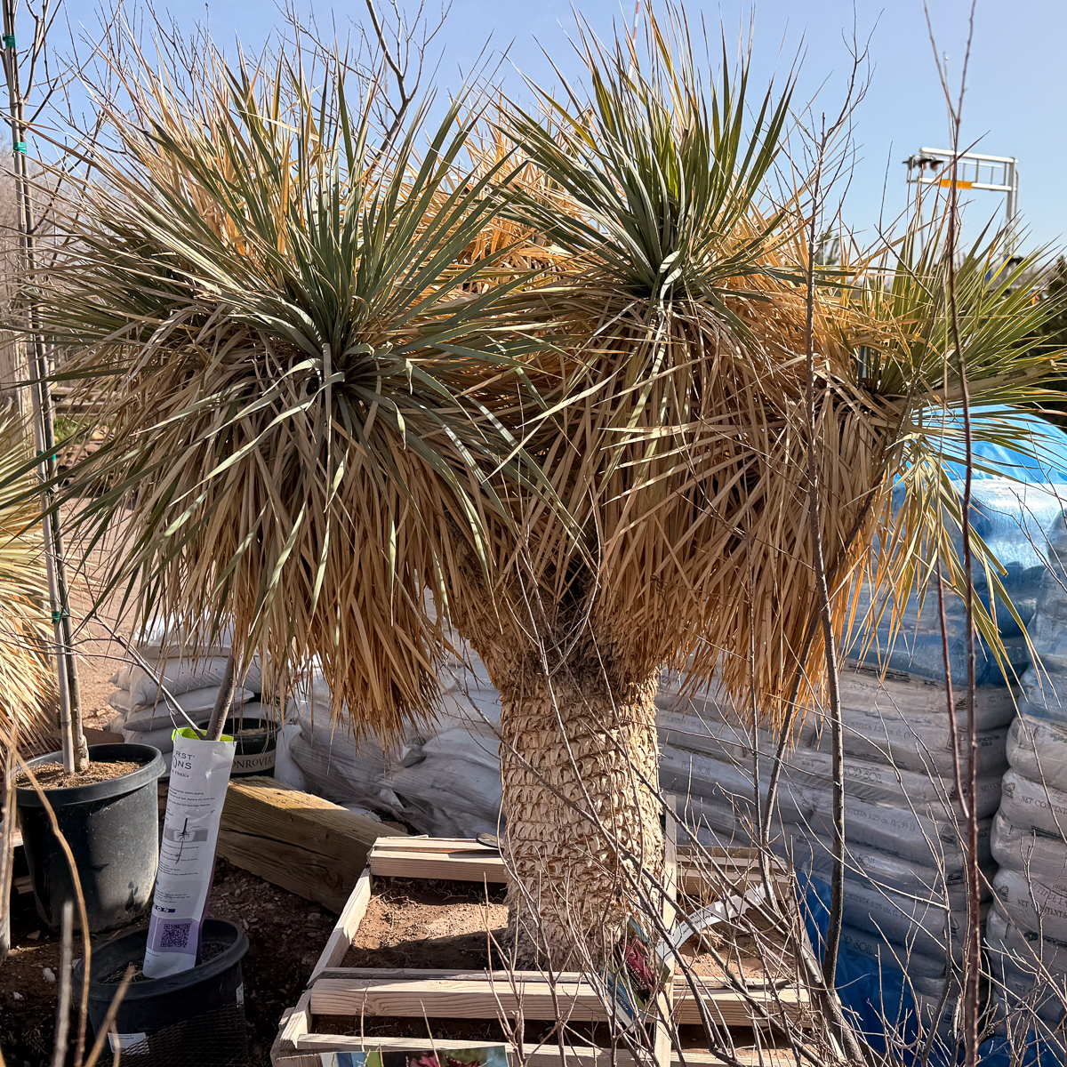 Multi Head Yucca Rostrata