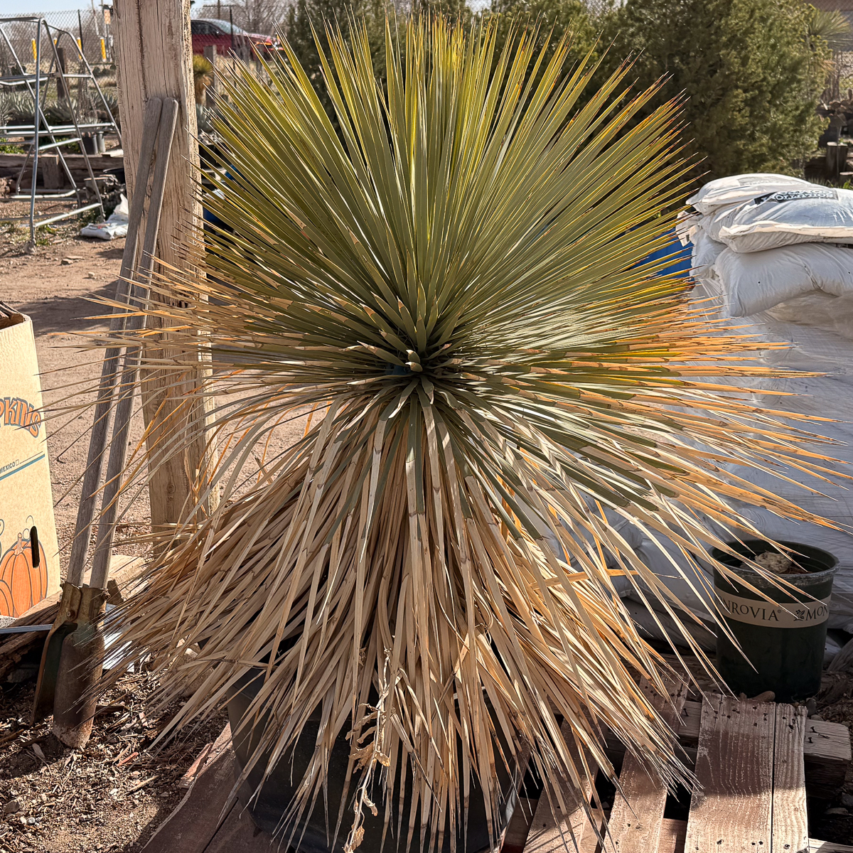 Single Head Yucca Rostrata