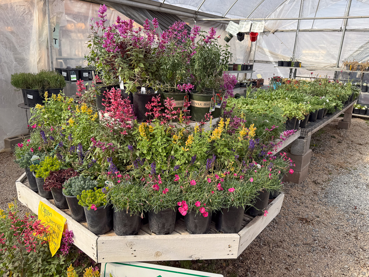 SELECT 1 gal Perennials