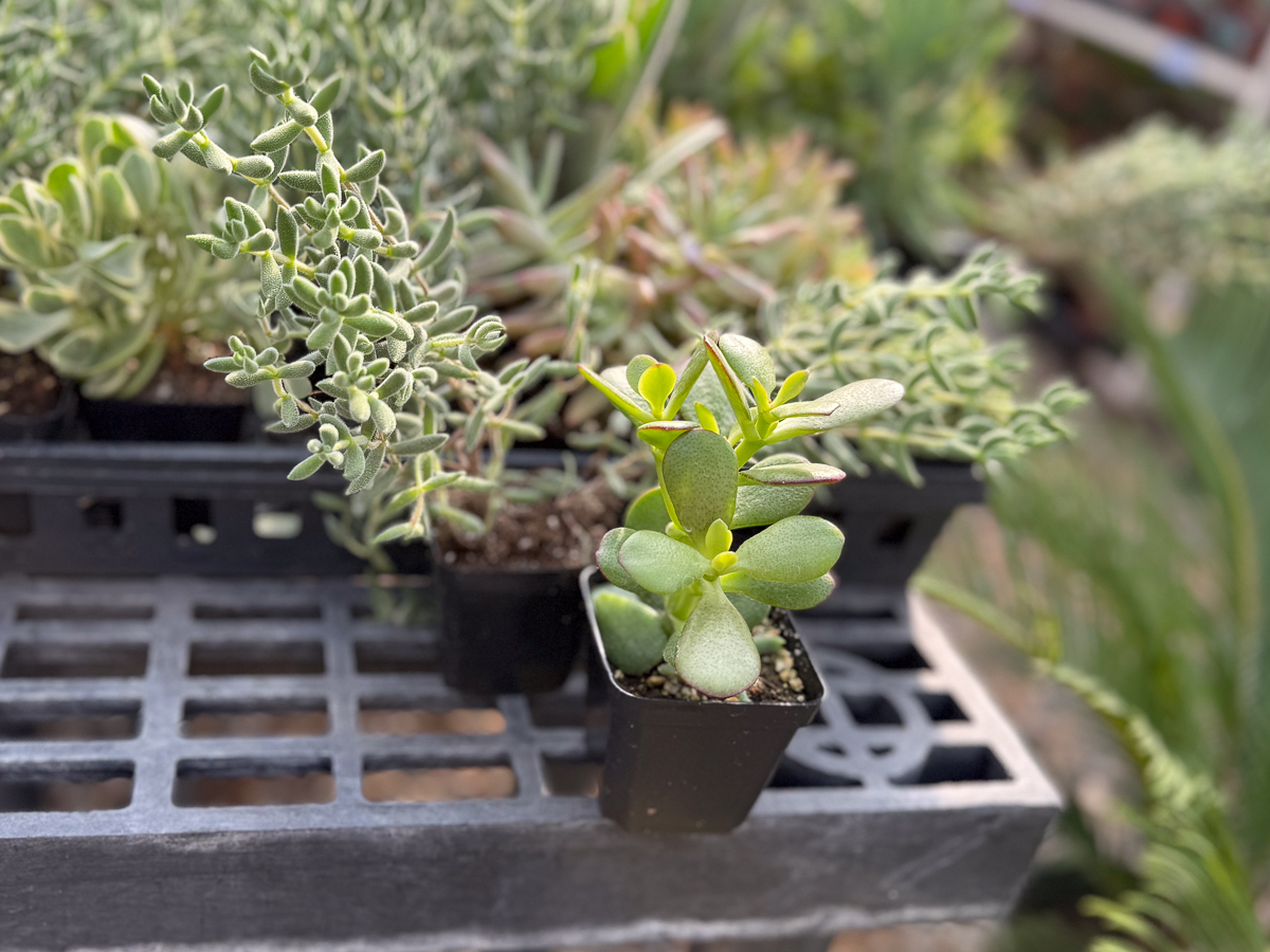 2" Single Succulents