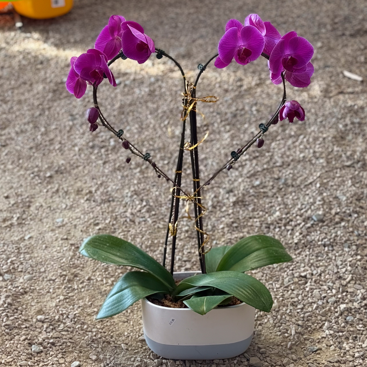 Heart Trellised Orchids