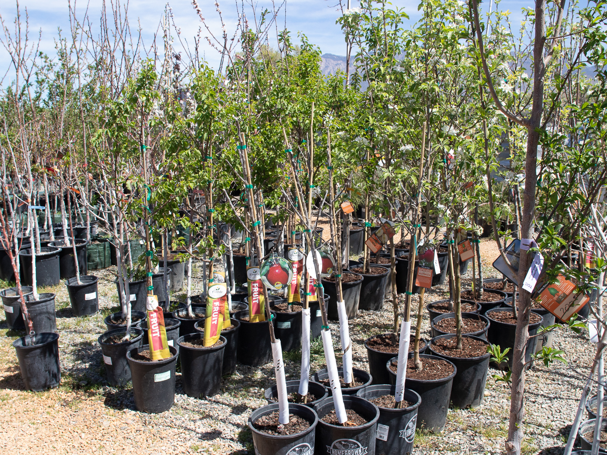 Fruit Trees