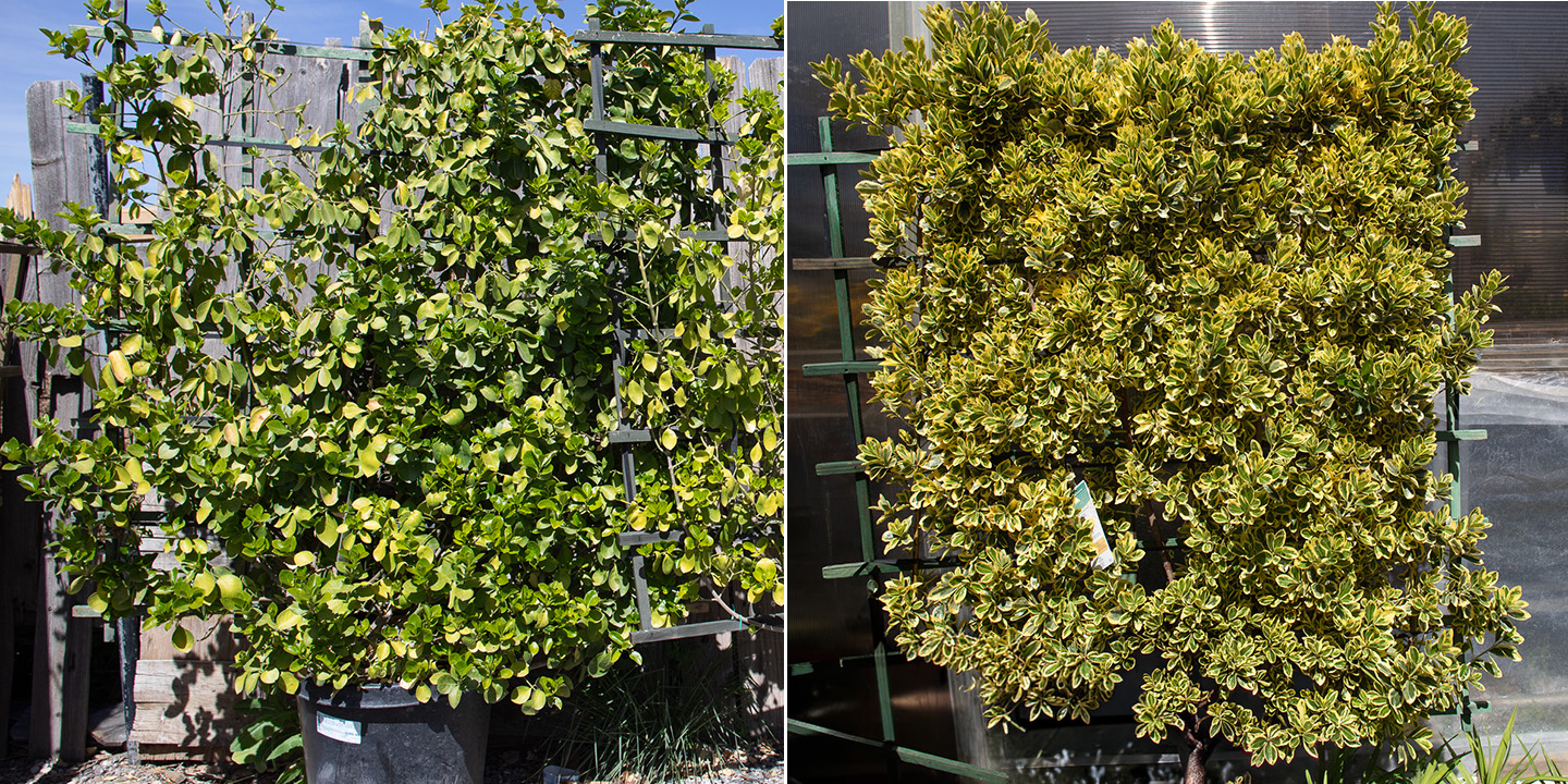 Large Euonymus Espalier